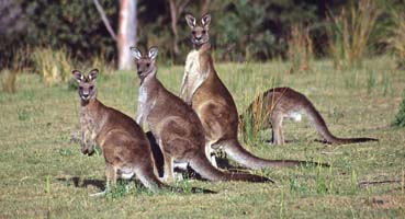 WHY IS IT ENDANGERED? - Tasmanian Forester Kangaroo